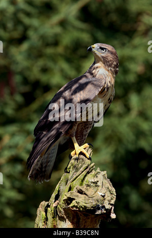 Gemeinsamen Bussard Buteo Buteo thront auf Baumstumpf Warnung Potton Bedfordshire suchen Stockfoto