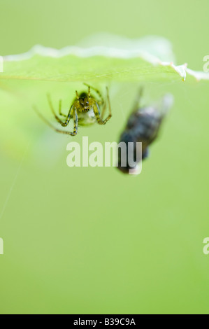 Meta-Menge. Männliche Stretch-Spinne mit einer Fliege gefangen im Netz Stockfoto