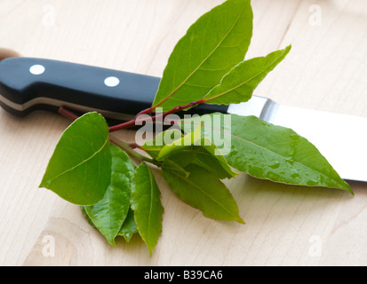 KULINARISCHE Kräuter Kraut SWEET BAY Laurus Nobilis Lorbeer sind weit verbreitet in der Küche Stockfoto