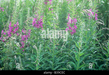 Masse von Pastell beleuchteten Stiele der Rosebay Weidenröschen oder Epilobium Angustifolium mit ihren rosa Flowerheads oder Knospen zu öffnen Stockfoto