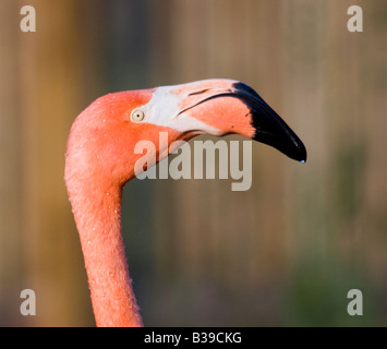 Flamingo s Kopf auf den unscharfen Hintergrund Stockfoto