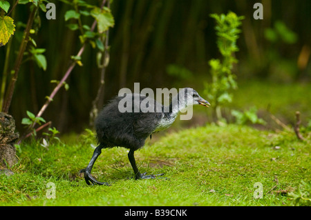 Junge Teichhuhn zu Fuß über eine Wiese in einem Naturschutzgebiet in Großbritannien. Stockfoto