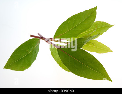 KULINARISCHE Kräuter Kraut SWEET BAY Laurus Nobilis Lorbeer sind weit verbreitet in der Küche Stockfoto