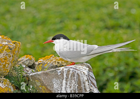 KÜSTENSEESCHWALBE STERNA PARADISEA Stockfoto