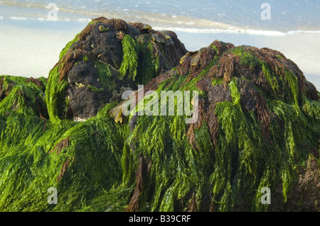 Meer Salat Ulva lactuca auf Felsen am Porthbeer Cove Cornwall England Großbritannien Stockfoto