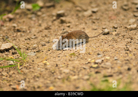 Gemeinsamen Bank Wühlmaus Clethrionomys Glareolus herumlaufen Fütterung in kleinen Peeling Lichtung im Gestrüpp Waldgebiet Lancashire. Stockfoto