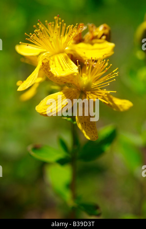 Alpine Saint Johns Johanniskraut (Hypericum) Stockfoto