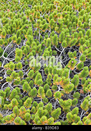Zwerg-Latsche Pinus Mugo closeup Stockfoto