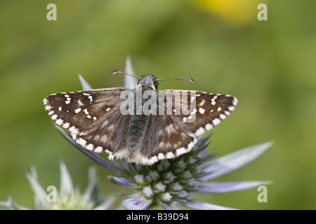 Oberthur des ergrauten Skipper Pyrgus armoricanus Stockfoto