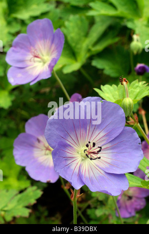 GERANIUM ROZANNE AGM Stockfoto