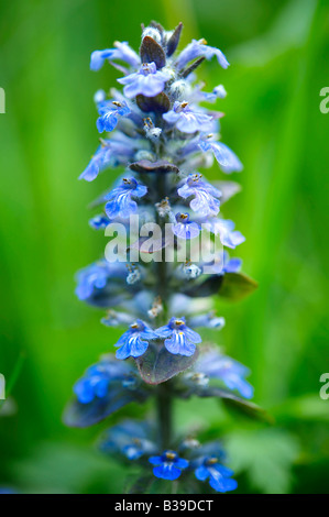 Nördlichen Drachenkopf (Dracocephalumruyschiana) Brenese Alpen, Schweiz. Stockfoto