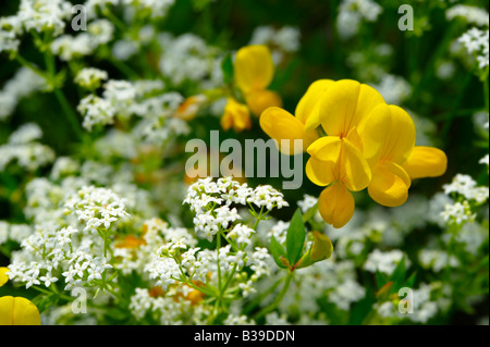 Alpine Birdsfoot Tefoil - Lotus Alpinus - Wilde Wiese Blume - Grindelwald Schweiz Stockfoto