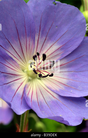 GERANIUM ROZANNE AGM Stockfoto