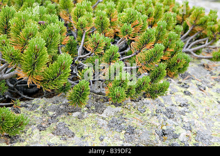 Zwerg-Latsche Pinus Mugo closeup Stockfoto
