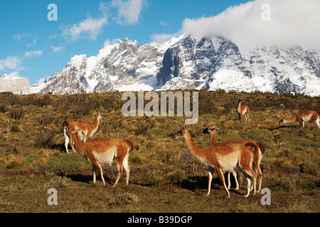 Wilden Guanako Weiden auf der unteren Berg Hänge im Torres del Paine Nationalpark Stockfoto