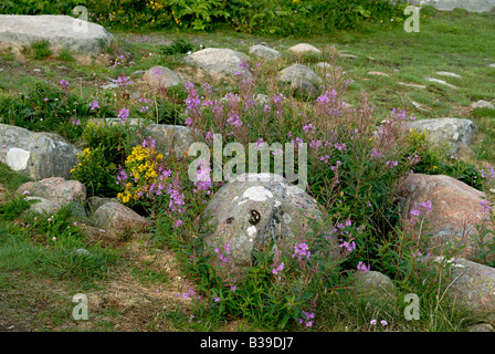 Biodiversität in der schwedischen Flora, Westküste Stockfoto