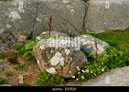 Biodiversität in der schwedischen Flora, Westküste Stockfoto