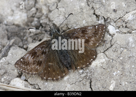 Schmuddeligen Skipper, Erynnis Tages, Schmetterling Stockfoto