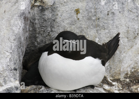 Tordalk, Alca Torda auf Verschachtelung Felsvorsprung auf Felsen sitzend. Stockfoto