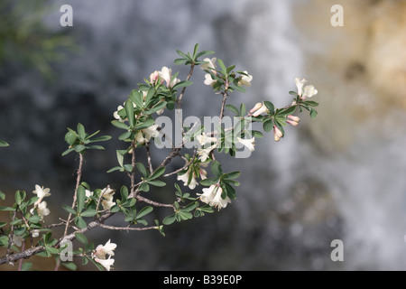 Geißblatt Lonicera Pyrenaica Pyrenäen Stockfoto