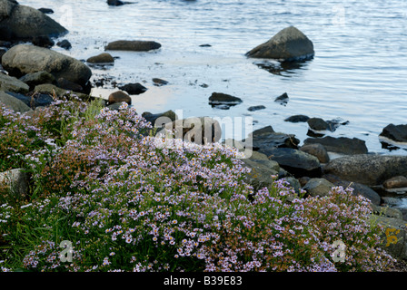 Vielfalt in der schwedischen Flora, Westküste Stockfoto