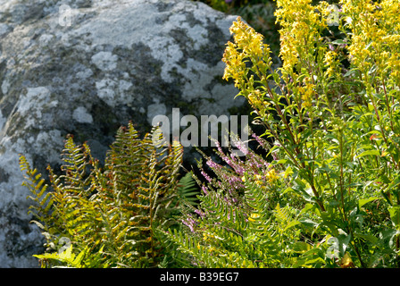 Biodiversität in der schwedischen Flora, Westküste Stockfoto