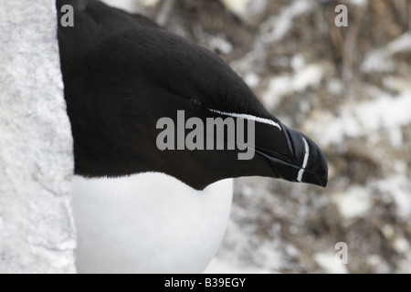 Tordalk, Alca Torda.  Nahaufnahme des Kopfes während der Vogel sitzt auf Verschachtelung Felsvorsprung. Stockfoto