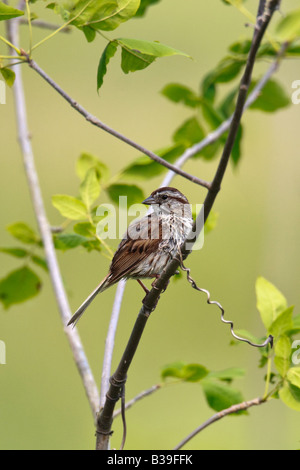 Song sparrow Stockfoto