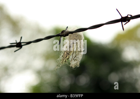 Wolle der Schafe auf Stacheldraht gefangen Stockfoto