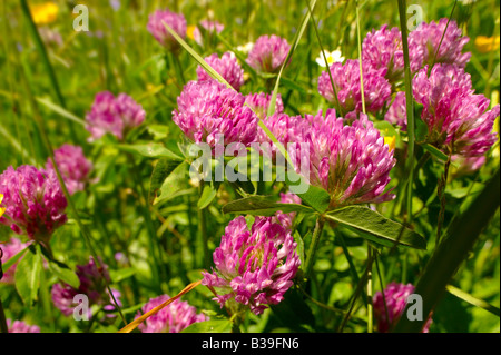 Alpine Klee. Alpine Sommerwiese.  Berner Alpen der Schweiz. Stockfoto