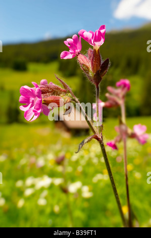 Alpine Red Campion, Silene Dioica - Grindelwald - Berner Schweizer Alpen der Schweiz Stockfoto