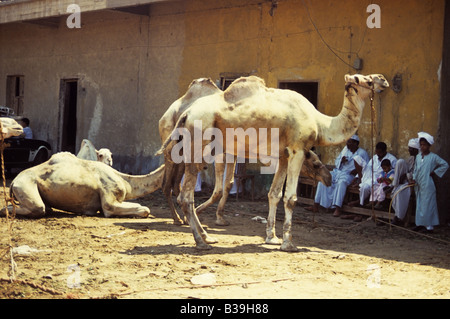 Nubian und sudanesische Händler auf dem Imbaba Kamel-Markt in der Nähe von Kairo, Ägypten Stockfoto