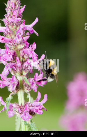 Hummel (Bombus Terrestris) Fütterung auf lila Betony (Niederwendischen Officinalis) gepflanzt im Garten um Insekten anzulocken Stockfoto