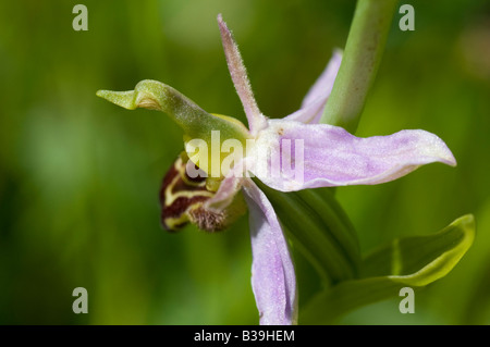 Biene-Orchidee Stockfoto