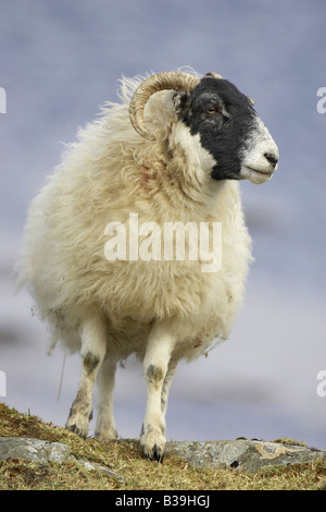 Hausschaf (Ovis Ammon Aries), Sorte: Black-faced Schaf, Mutterschaf (weiblich) Stockfoto