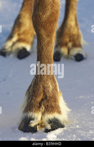 Rentier (Rangifer Tarandus), close-up der cloved HUF (Fuß) auf Schnee Stockfoto