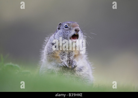 Uinta Grundeichhörnchen (Spermophillus Armatus), Erwachsene aufrufenden Alarm, andere der Gefahr zu warnen Stockfoto