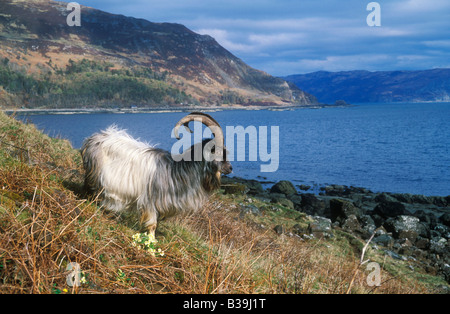 Feral Wildziege (Capra Hircus), Billy auf küstennahen Hügel Stockfoto