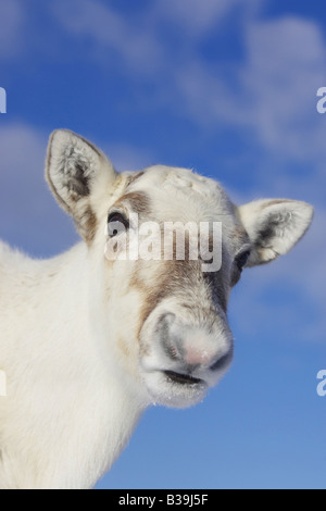 Rentier (Rangifer Tarandus), Großaufnahme der Kuh im winter Stockfoto