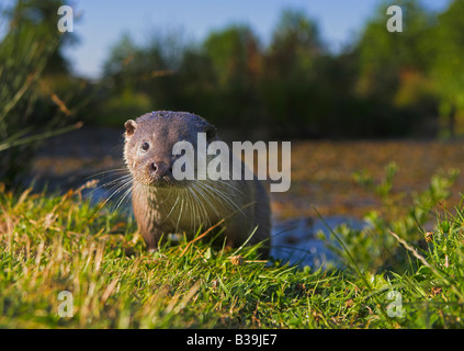 Europäischen Fischotter (Lutra Lutra) aus Teich Stockfoto