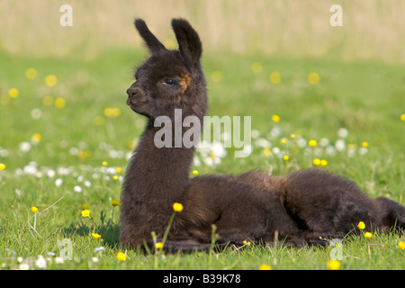 Lama - Cub - liegend auf Wiese / Lama Glama Stockfoto