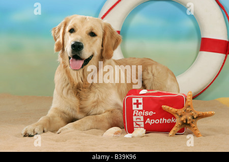 Golden Retriever auf sand Stockfoto