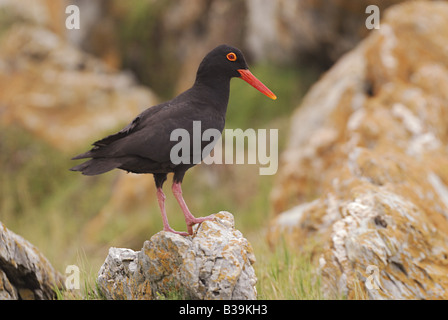 Afrikanische schwarze Austernfischer - auf Felsen / Haematopus Moquini Stockfoto