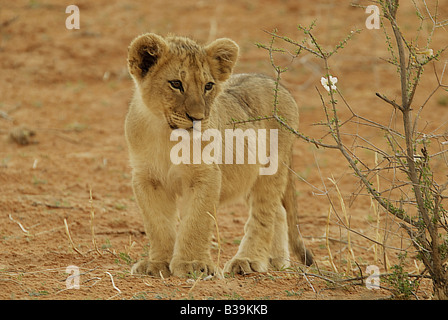 Lion Cub - stehend in Wüste / Panthera Leo Stockfoto