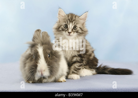 Norwegische Waldkatze - Katze sitzt neben löwenköpfige Zwerg Kaninchen Stockfoto