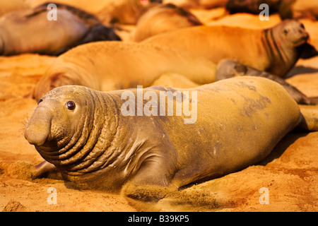 See-Elefanten durchlaufen das Paarungsritual an Ano Nuevo State Reserve California, USA Stockfoto