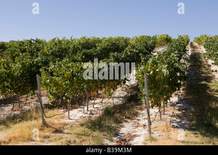 Weinberge in Pias Alentejo Portugal Stockfoto