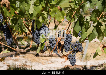 Weinberge in Pias Alentejo Portugal Stockfoto