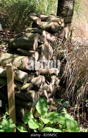 PROTOKOLLE, GESCHNITTEN UND IM WINTER GESPEICHERT WERDEN GETROCKNET, FÜR EINE SAISON IN SITU UND BIETEN WERTVOLLE GARTEN LEBENSRAUM Stockfoto