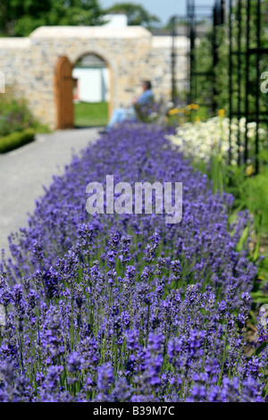 Lavendel Betten in der Physic Garden Cowbridge Stockfoto